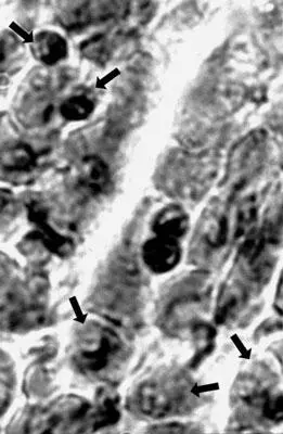 Рисунок 37 Кровяные клетки пресмыкающегося внутри кишки москита Palaeomyia - фото 37