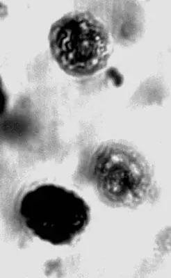 Рисунок 38 Развивающиеся ооцисты Paleohaemoproteus burmacis внутри мокреца из - фото 38