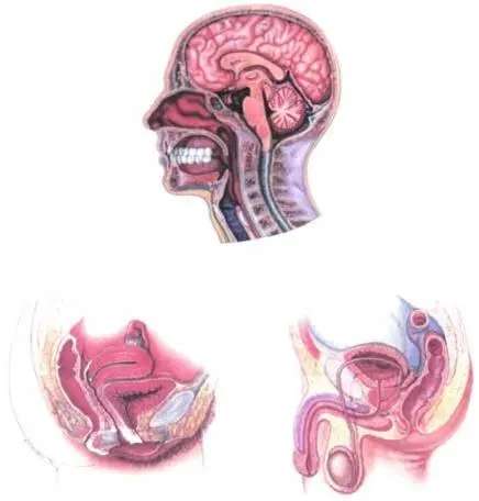 Рис 19 Центр Головного Мозга связан с Половыми Органами Внутренняя Улыбка - фото 21