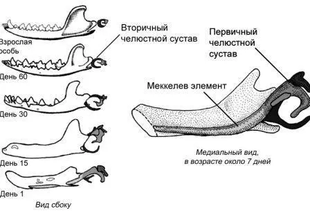 Рисунок 4 Развитие нижней челюсти и косточек среднего уха у сумчатого - фото 4