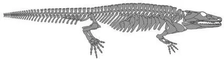 Рисунок 12 Скелет Sclerocephalus haeuseri из бассейна СаарНахе югозападная - фото 12