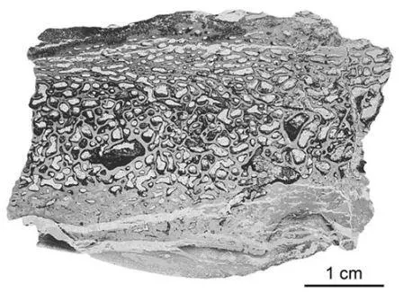 Рисунок 17 Тонкий срез фрагмента щитка Stupendemys geographicus из - фото 17
