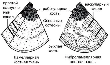 Рисунок 18 Схематическое представление двух основных видов гистологии костей - фото 18