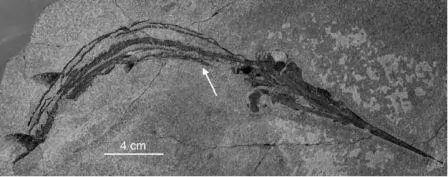 Рисунок 36 Образец Saurichthys curionii из триаса МонтеСанДжорджио - фото 36