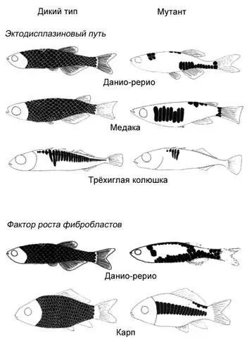 Рисунок 37 Схематичные изображения рыб дикого типа и мутантов различных - фото 37