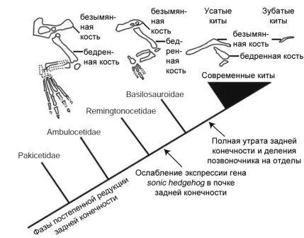 Рисунок 42 Постепенная редукция костей задней конечности в ходе эволюции - фото 42