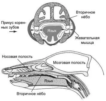 Рисунок 45 Некоторые из особенностей строения черепа млекопитающих включая - фото 45