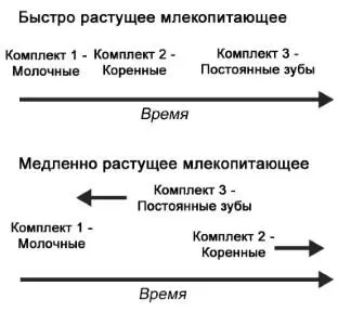 Рисунок 47 Согласно правилу Шульца у быстрорастущих млекопитающих коренные - фото 47