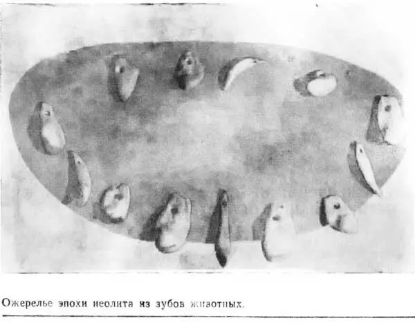 Ожерелье эпохи неолита из зубов животных Неолитические стоянки обнаружены у - фото 3