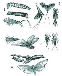 Насекомые и их личинки 1 ручейник 2 поденка 3 стрекоза 4 огневка - фото 66