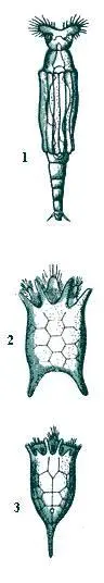 Коловратки 1 Philodina 2 Keratella 3 Keratella Коловратки 1 - фото 70