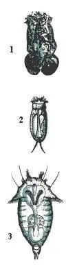 Коловратки 1 Brachionus plicatilis 2 Cephalodella 3 Synchaeta - фото 71