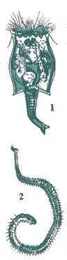 1 коловратка Brachionus calyciflorus 2 Водяная змейка аулофорус Мелкие - фото 73