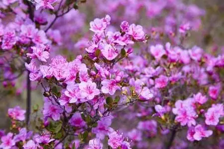 Рододендрон даурский Саранки Помню когда я уже вернулся в Горький в - фото 13