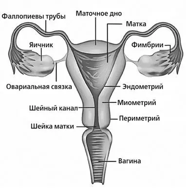 Сразу от маточной колыбели идут два рукава маточные трубы яйцеводы которые - фото 1