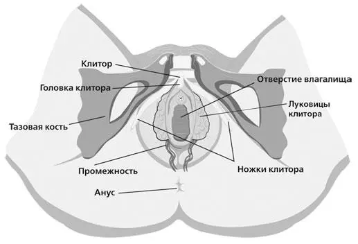 Сразу от маточной колыбели идут два рукава маточные трубы яйцеводы которые - фото 2