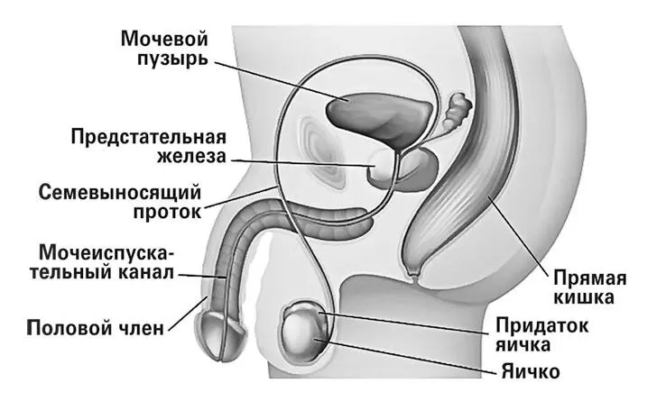 Мужчины существа более конкретные Поэтому и я сразу же перейду к главному - фото 3