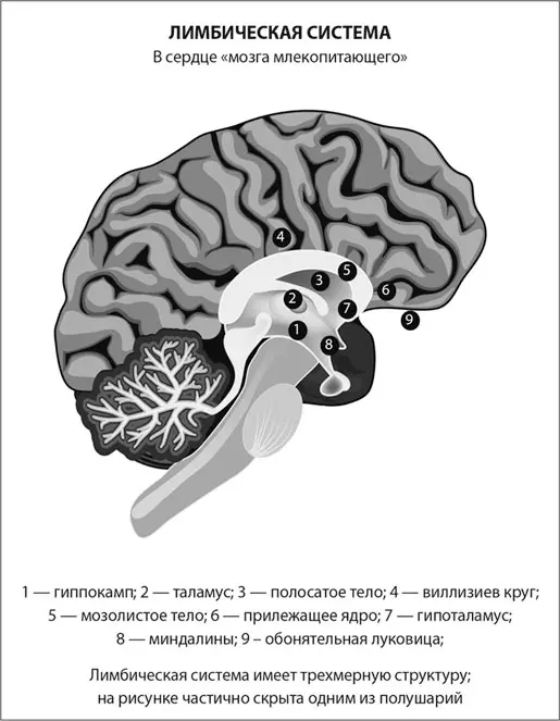 Сегодня известно что лимбическая система долгое время считавшаяся чемто - фото 24