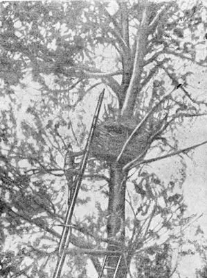 Рис 4Наблюдательный пункт в орлином гнезде Август 1915 г В октябре 1914 г - фото 4