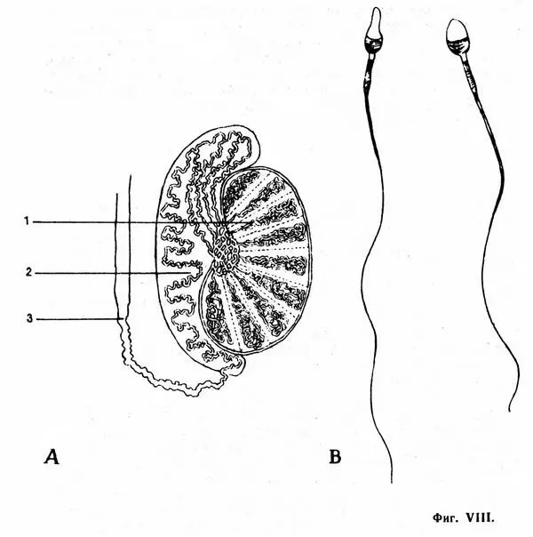 А Мужские половые железы Продольный разрез в натуральную величину Придаток - фото 19