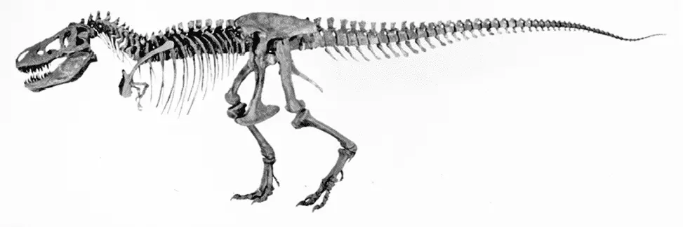 Скелет Tyrannosaurus rex в Американском музее естественной истории в НьюЙорке - фото 42