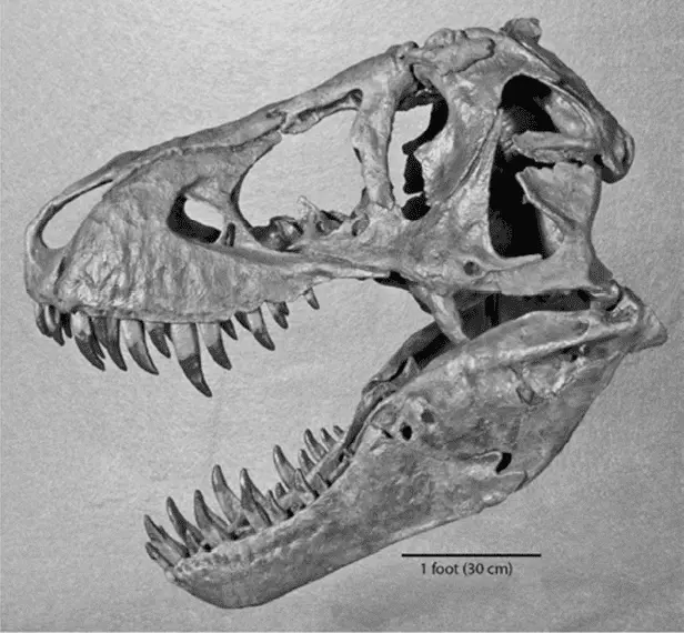 Череп Tyrannosaurus rex Предоставлено Ларри Уитмером Вся эта сила исходила - фото 43