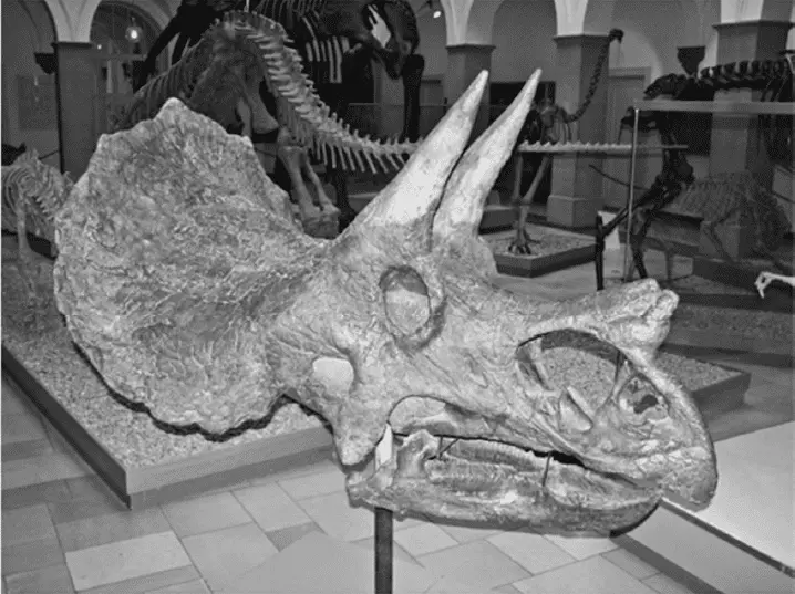 Череп трицератопса знаменитого рогатого динозавра Трицератопс новый - фото 49