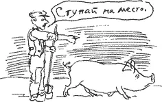 На место сказала свинья Но вы же видите что я не могу Мой хвост так - фото 131