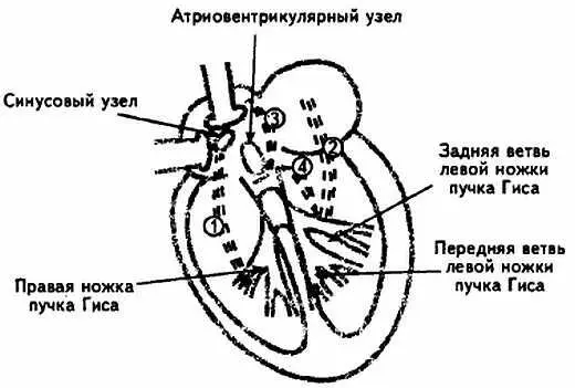 Рис 108 Схематическое изображение дополнительных проводящих пучков сердца - фото 108