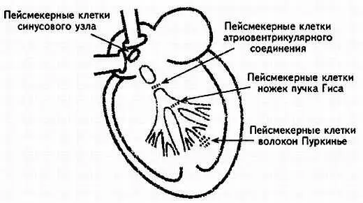 Рис 62 Пейсмекерные клетки проводящей системы сердца Однако частота - фото 62