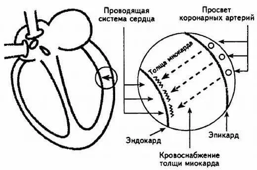 Рис 99 Схематическое изображение особенностей кровоснабжения миокарда - фото 99