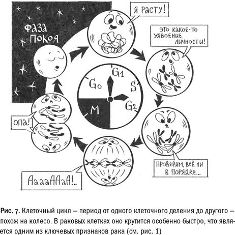 Клеточный цикл колесо жизни В жизни большинства клеток человеческого - фото 28