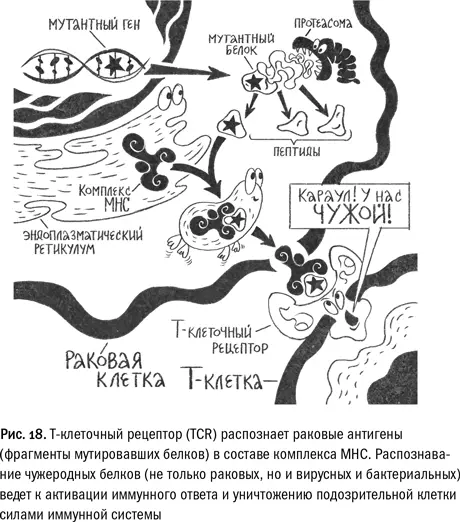 ФАКТдва типа иммунитета не являются независимыми Для активации лимфоцитов им - фото 75