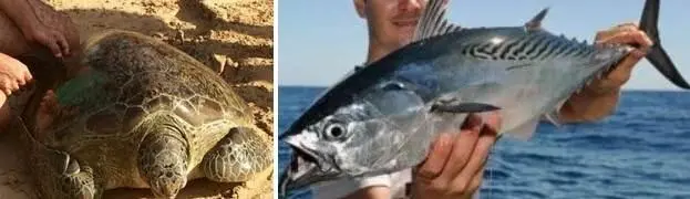 Там само собой будет не одна только рыба Будут естественно и осьминоги и - фото 50