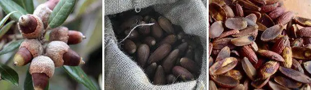 Мыто люди уж всяко не бедные могли бы в принципе и обойтись без желудей в - фото 109