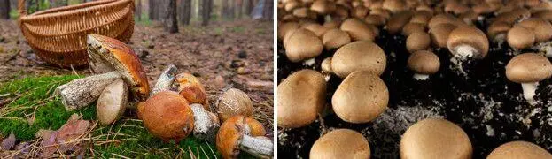На соседей она производит впечатление но нас самих не радует потому как это - фото 110