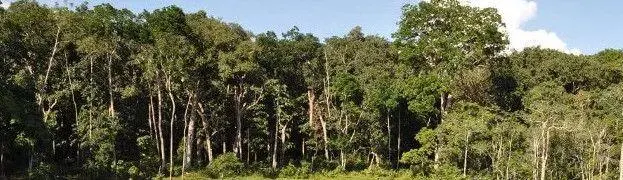 Деревья судя по высоким и толстым стволам прекрасная деловая древесина - фото 176