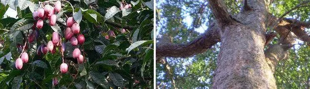 Чем остров богат так это пресной водой И Азоры водными ресурсами тоже не - фото 182