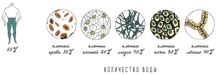 49 Человеческие уши растут всю жизнь Это совсем не значит что к шестидесяти - фото 59