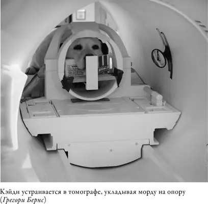 Переходим к функциональному сканированию Вот теперь мы получим снимок мозга - фото 4