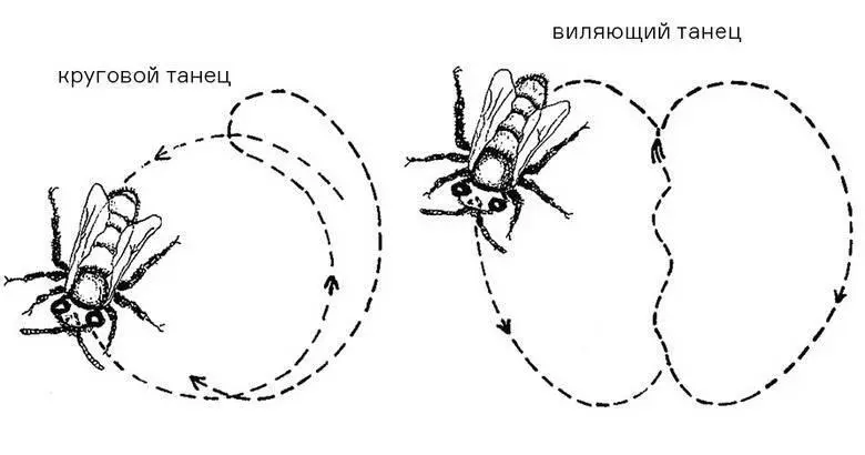 Современные исследователи пчел развили ту теорию танца которую фон Фриш и - фото 57