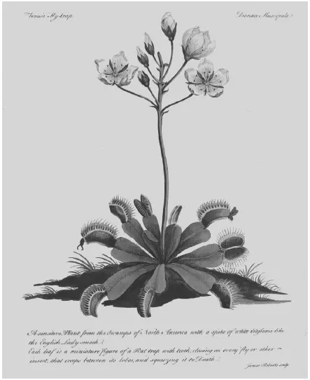 Рис 33 Dionaea muscipula растение родом с северных широт произрастающее - фото 6