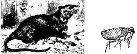 Черная или чердачная крыса Rattus rattus бывшая вероятно разносчиком - фото 10