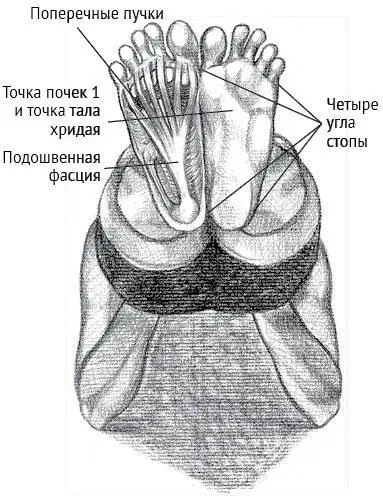 Рисунок 12 Первая диафрагма Подошвенная фасция при стойке на плечах - фото 2