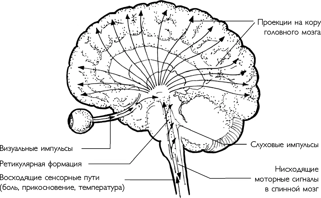 РАС в своем основании связана со спинным мозгом откуда принимает информацию - фото 2