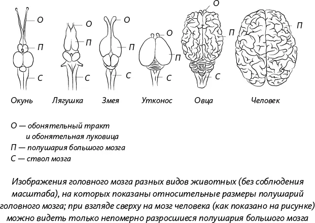 Изображения головного мозга разных видов животных без соблюдения масштаба на - фото 19