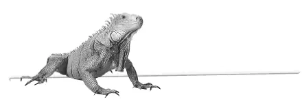 ИГУАНЫ КОРОТКИЕ ФАКТЫ Iguana iguana зеленая игуана Ареал ее родиной - фото 63