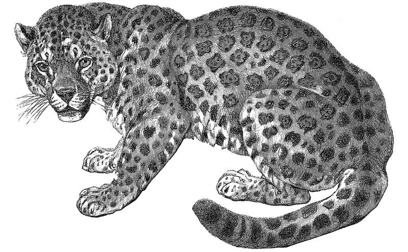 Ягуар Иллюстрация из книги Animals 1419 CopyrightFree Illustrations of - фото 16