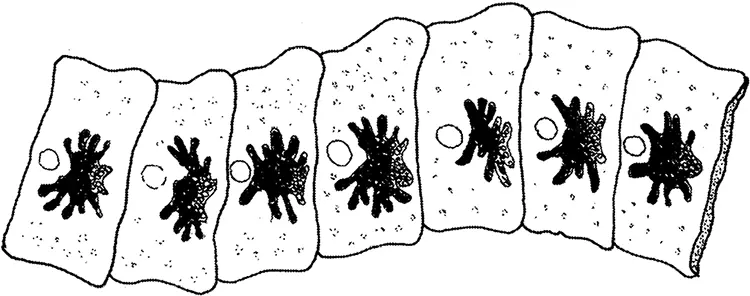 Рис 16 Выделяющиеся членики широкого лентеца Вопрос Могут ли заражаться - фото 16