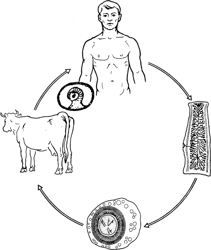 Рис 17 Заражение человека бычьим цепнем Бычий цепень достигает половой - фото 17